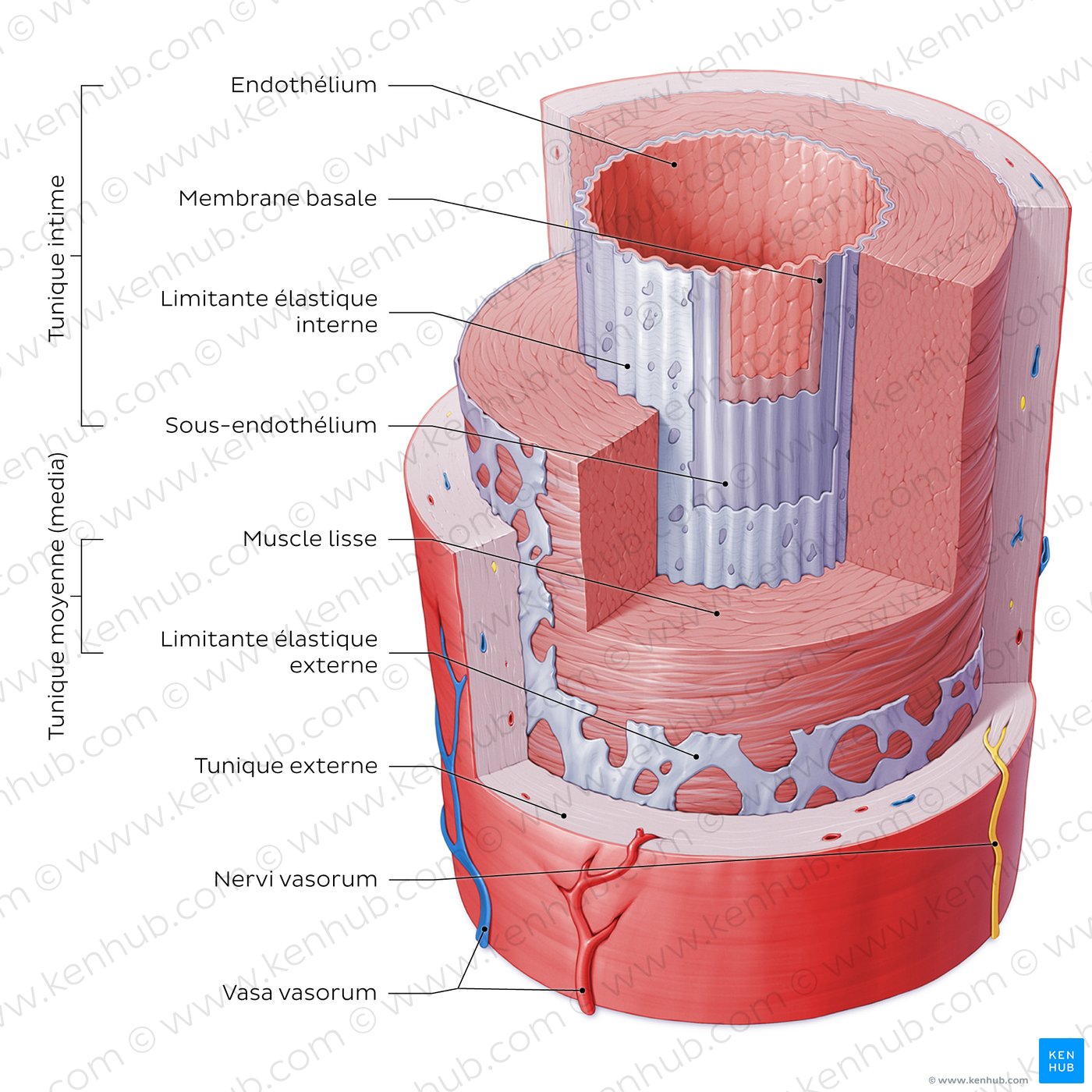 Structure histologique d'une artère