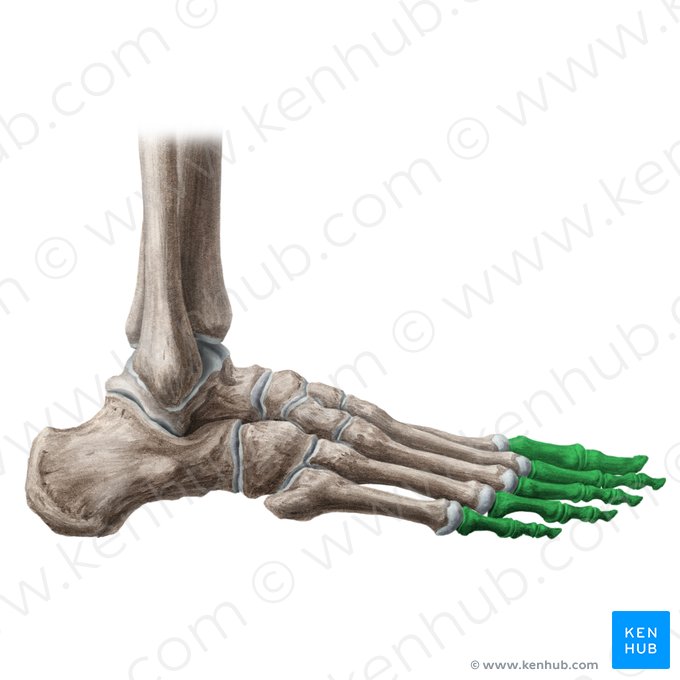 Phalanges of foot (Phalanges pedis); Image: Liene Znotina