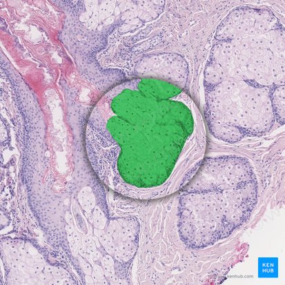 Sebaceous gland (Glandula sebacea); Image: 