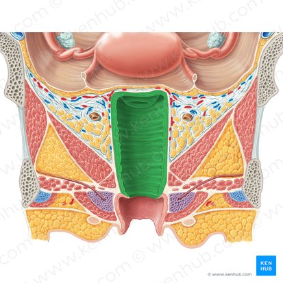 Vagina; Image: Samantha Zimmerman