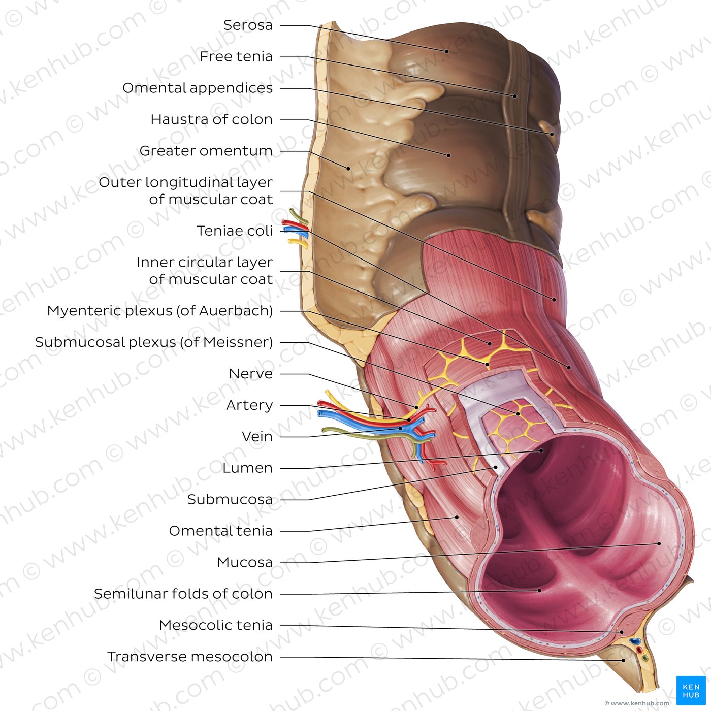 Microanatomy of the large intestine 
