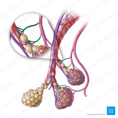 Venae bronchiales (Bronchialvenen); Bild: Paul Kim