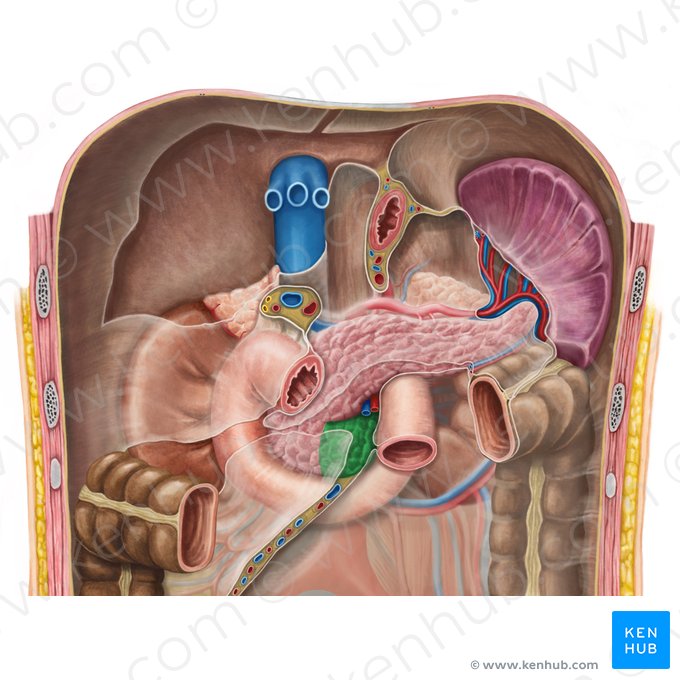 Uncinate process of pancreas (Processus uncinatus pancreatis); Image: Irina Münstermann