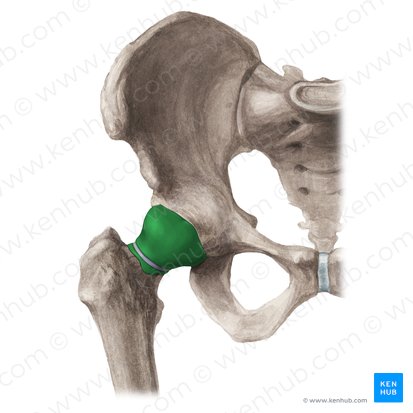 Synovial membrane of hip joint (Membrana synovialis articulationis coxae); Image: Liene Znotina