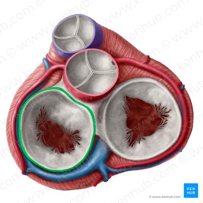 Anulus fibrosus valvae atrioventricularis sinistrae (Faserring der linken Atrioventrikularklappe); Bild: Yousun Koh