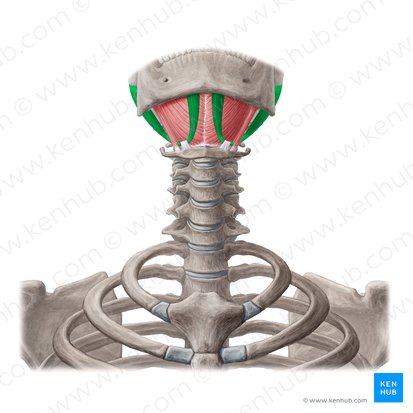 Digastric muscle (Musculus digastricus); Image: Yousun Koh