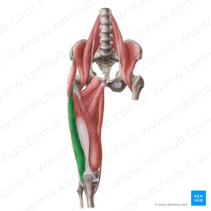 Musculus vastus lateralis (Äußerer Oberschenkelmuskel); Bild: Liene Znotina