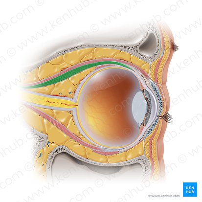 Musculus rectus superior (Oberer gerader Augenmuskel); Bild: Paul Kim