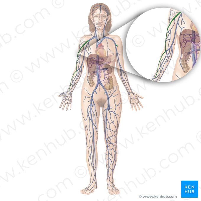 Cephalic vein (Vena cephalica); Image: Begoña Rodriguez