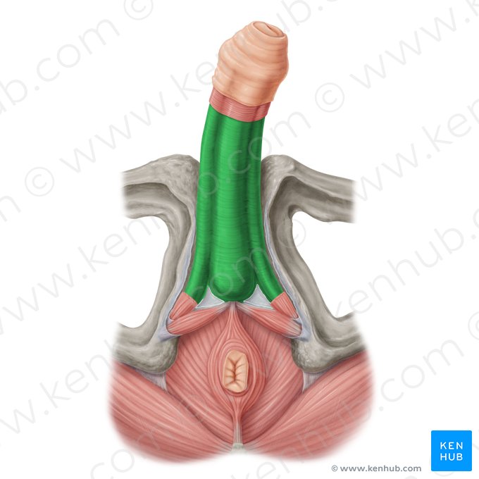 Fascia of penis (Fascia penis); Image: Samantha Zimmerman
