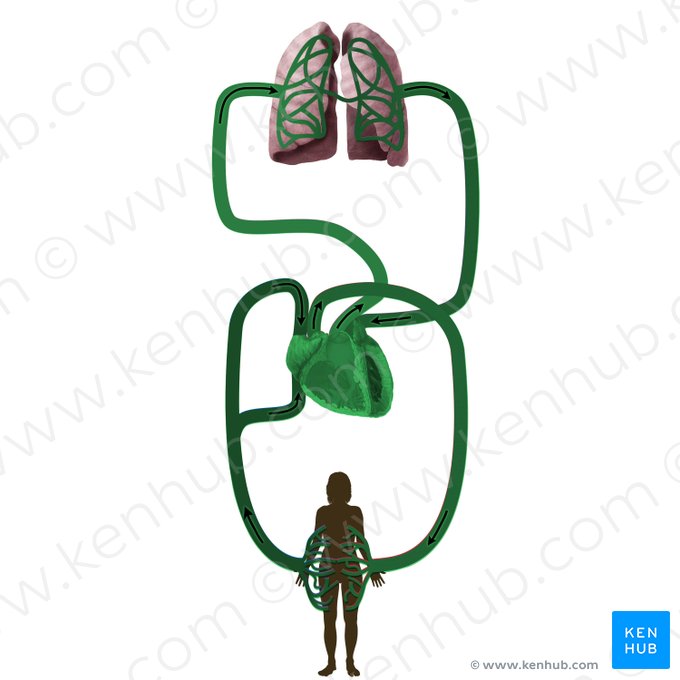 Cardiovascular system (Systema cardiovasculare); Image: Begoña Rodriguez