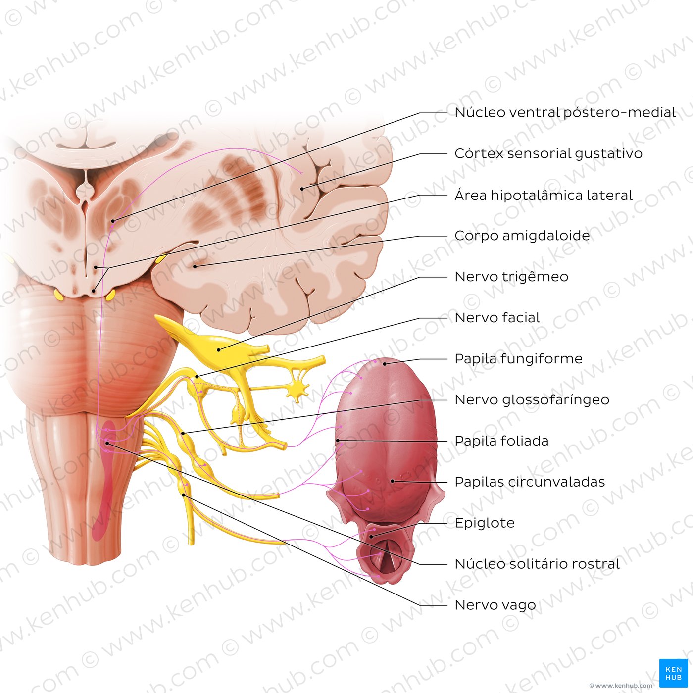 Anatomy of taste pathway (diagram)