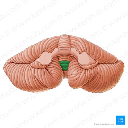 Uvula vermis (Uvula des Kleinhirnwurms); Bild: Paul Kim