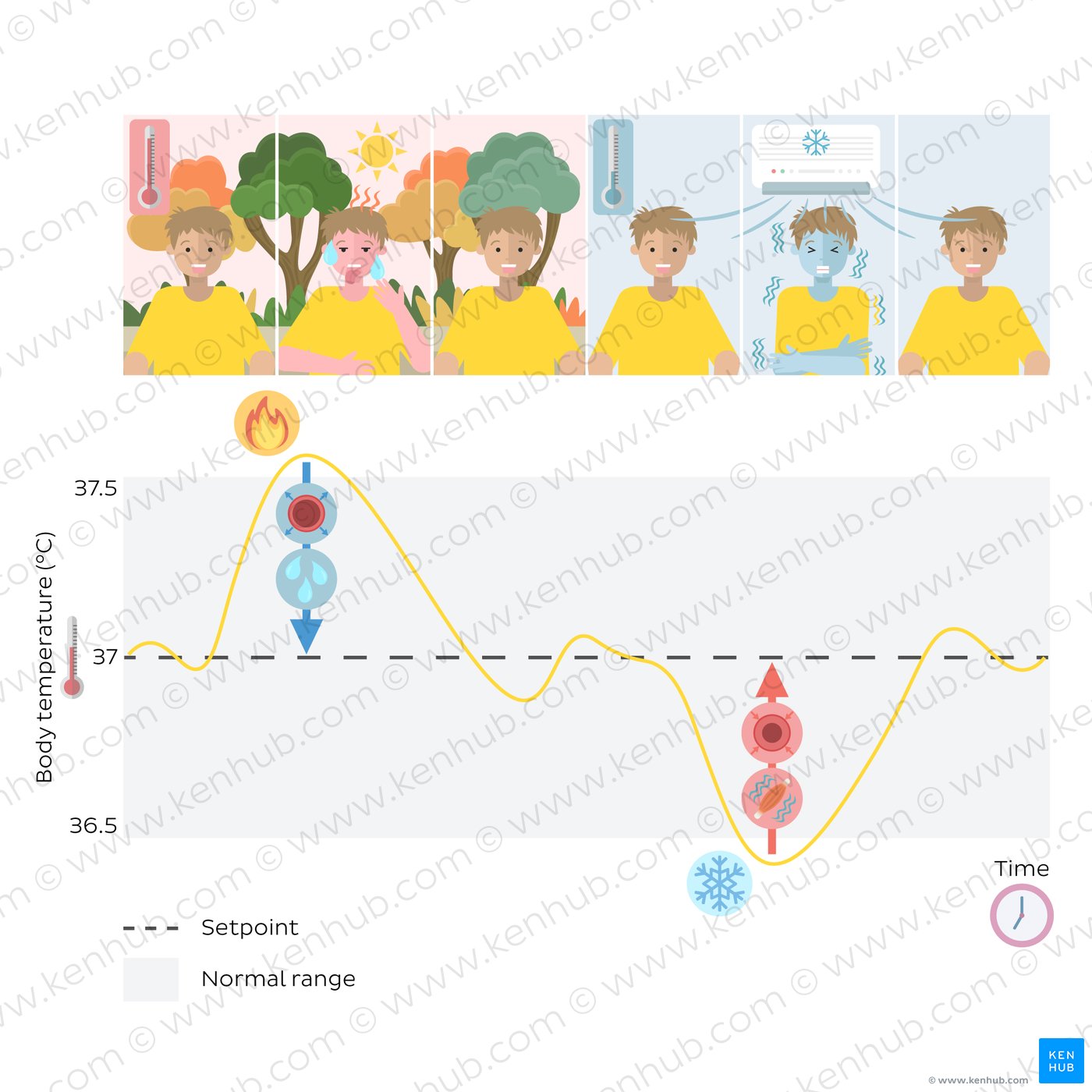 Homeostasis of temperature regulation
