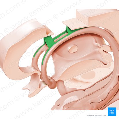 Septum pellucidum (Durchsichtige Scheidewand); Bild: Paul Kim