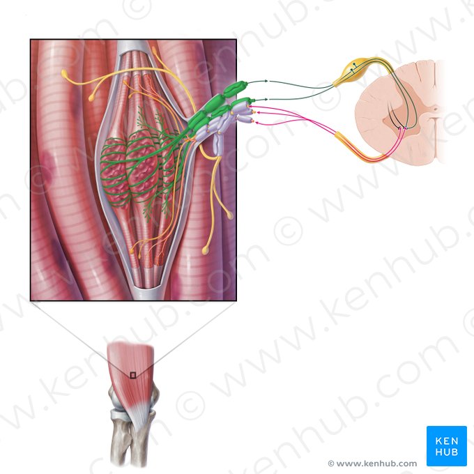 Neurona sensitiva (Neuron sensorius); Imagen: Paul Kim