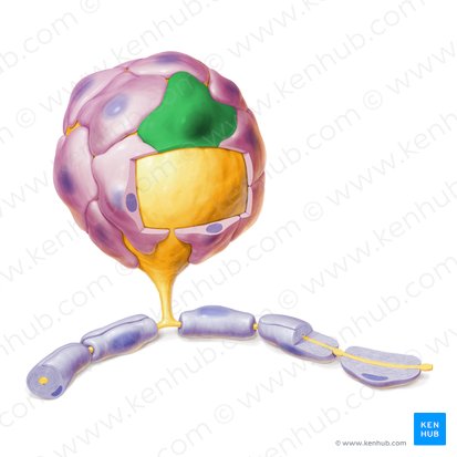 Gliocytus ganglionicus (Satellitenzelle); Bild: Paul Kim