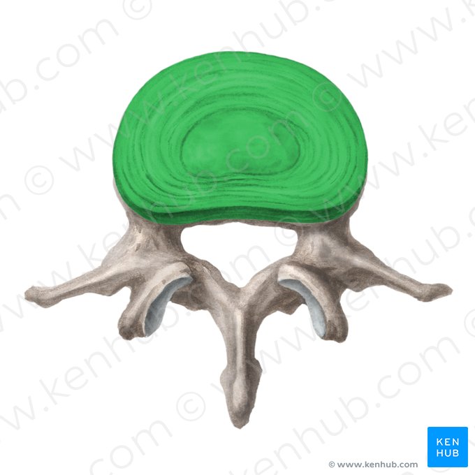 Discus intervertebralis (Bandscheibe); Bild: Liene Znotina