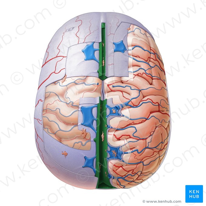 Seno sagital superior (Sinus sagittalis superior); Imagen: Paul Kim