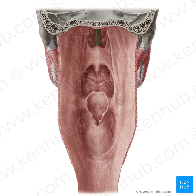 Nasal septum (Septum nasi); Image: Yousun Koh