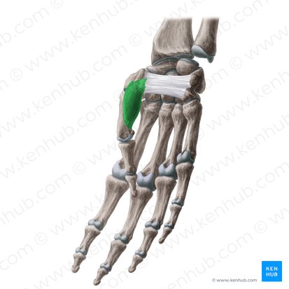 Opponens pollicis muscle (Musculus opponens pollicis); Image: Yousun Koh