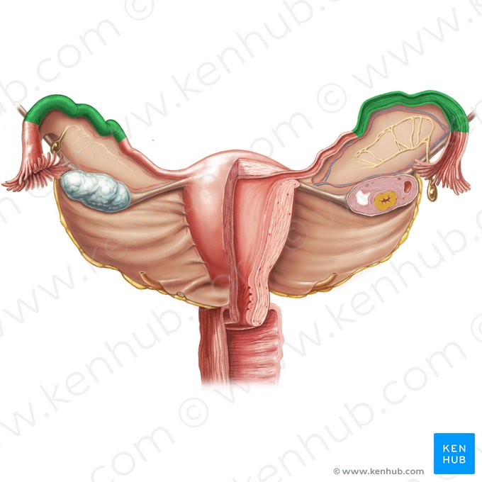 Ampulla of uterine tube (Ampulla tubae uterinae); Image: Samantha Zimmerman