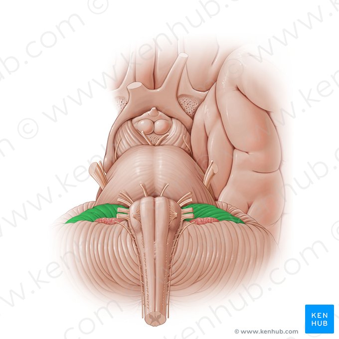 Flocculus; Image: Paul Kim