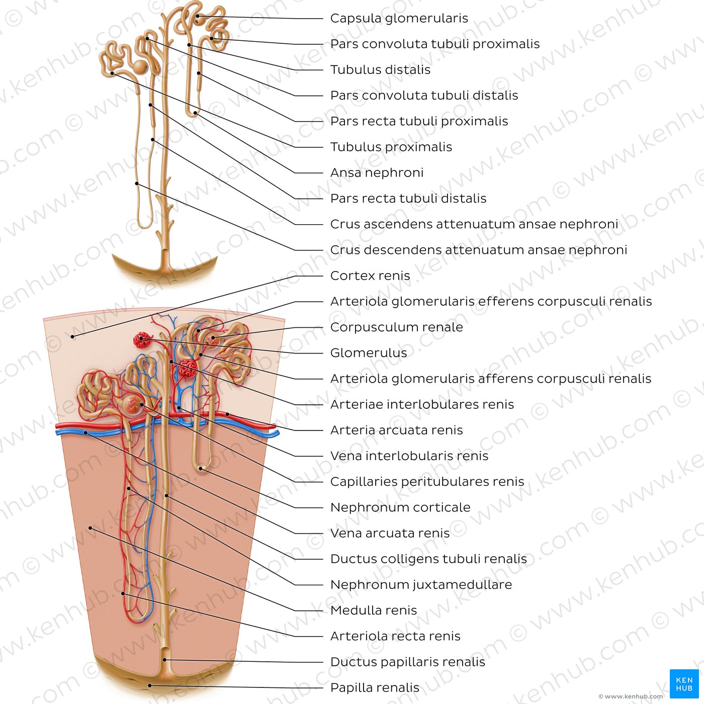 Nephron structure