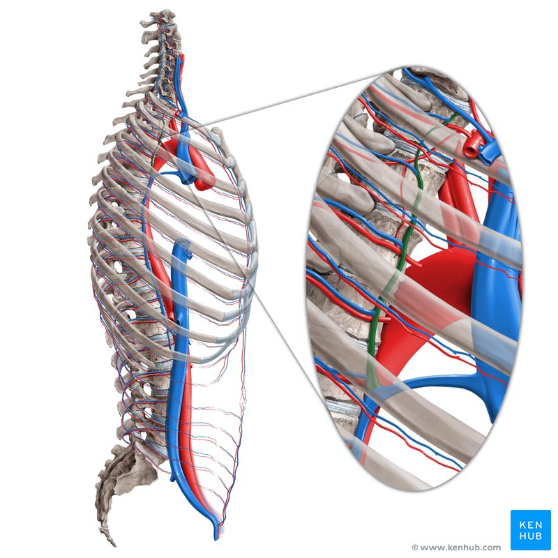 Superior intercostal vein