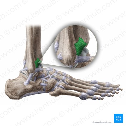 Ligamento tibiofibular anterior (Ligamentum tibiofibulare anterius); Imagem: Liene Znotina