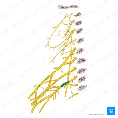 Inferior trunk of brachial plexus (Truncus inferior plexus brachialis); Image: Begoña Rodriguez