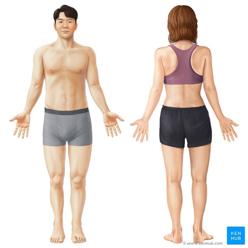 Anatomía humana