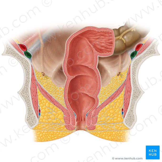 External iliac vein (Vena iliaca externa); Image: Samantha Zimmerman