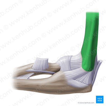 Humerus (Oberarmknochen); Bild: Paul Kim