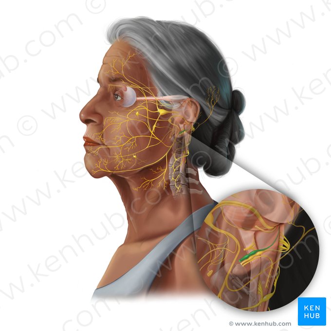 Glossopharyngeal nerve (Nervus glossopharyngeus); Image: Tal Bavli Ziv