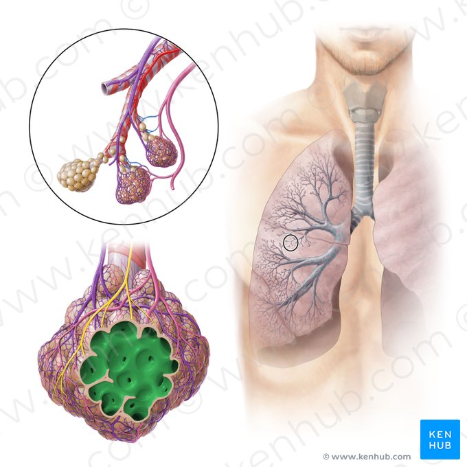 Alveolar sac (Sacculus alveolaris); Image: Paul Kim