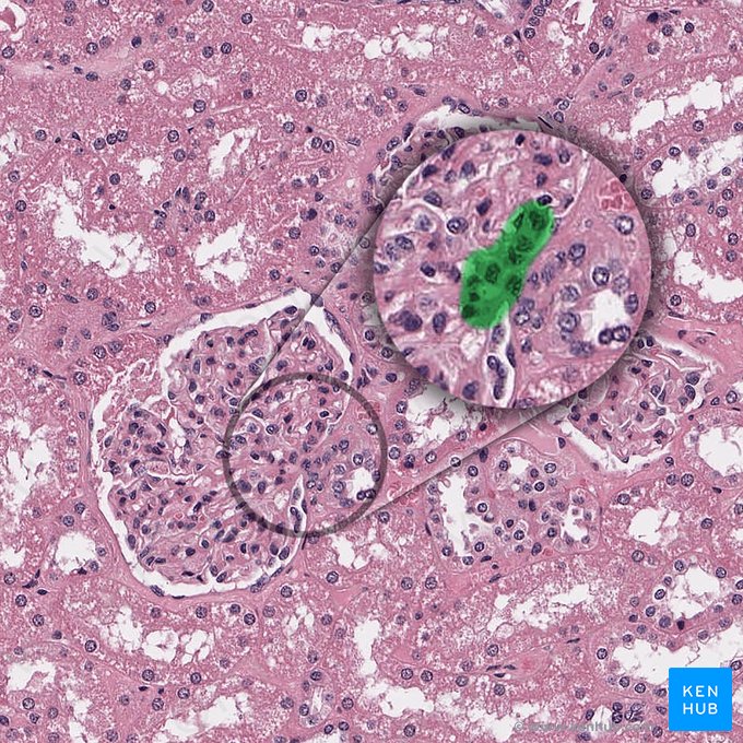 Vascular pole of renal corpuscle (Polus vascularis corpusculi renalis); Image: 