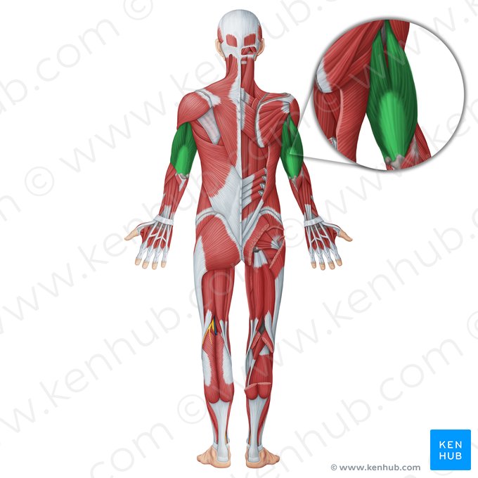 Musculus triceps brachii (Dreiköpfiger Oberarmmuskel); Bild: Irina Münstermann