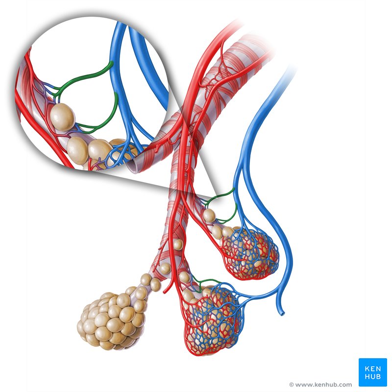 Bronchial veins (Venae bronchiales)