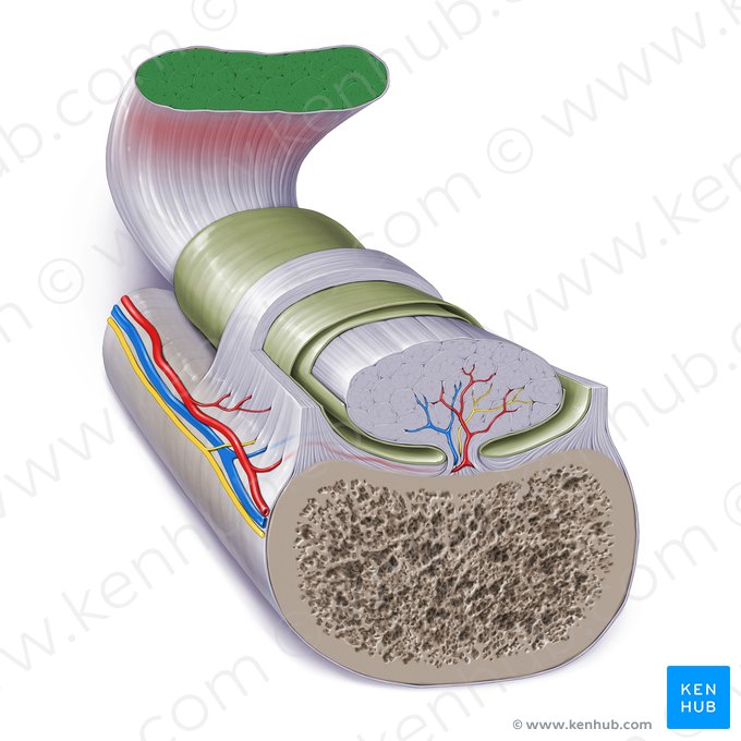 Muscle (Musculus); Image: Paul Kim