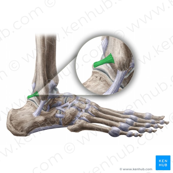 Ligamentum talofibulare posterius (Hinteres Sprungbein-Wadenbein-Band); Bild: Liene Znotina