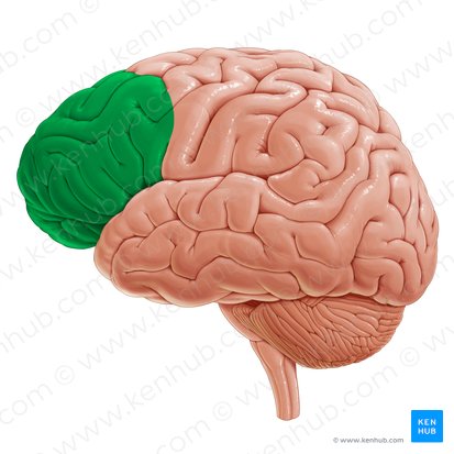 Prefrontal cortex (Cortex prefrontalis); Image: Paul Kim