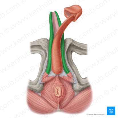 Corpus cavernosum of penis (Corpus cavernosum penis); Image: Samantha Zimmerman