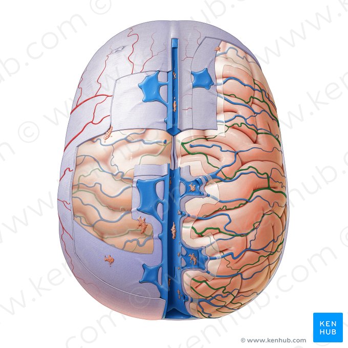 Ramas de las arterias cerebrales (Rami arteriarum cerebrorum); Imagen: Paul Kim