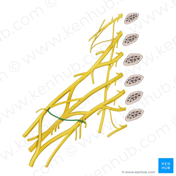 Ansa pectoralis; Image: Begoña Rodriguez