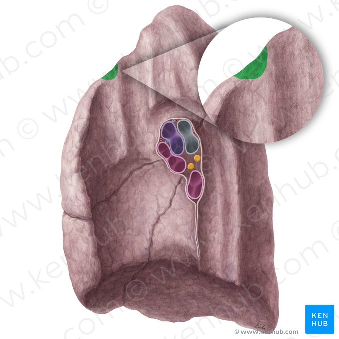 Impressio costae primae pulmonis dextri (Abdruck der 1. Rippe der rechten Lunge); Bild: Yousun Koh