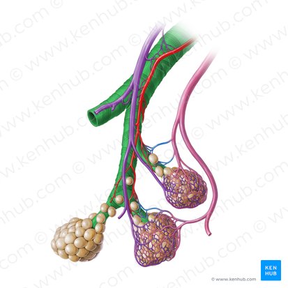 Bronchiolus (Bronchiole); Bild: Paul Kim