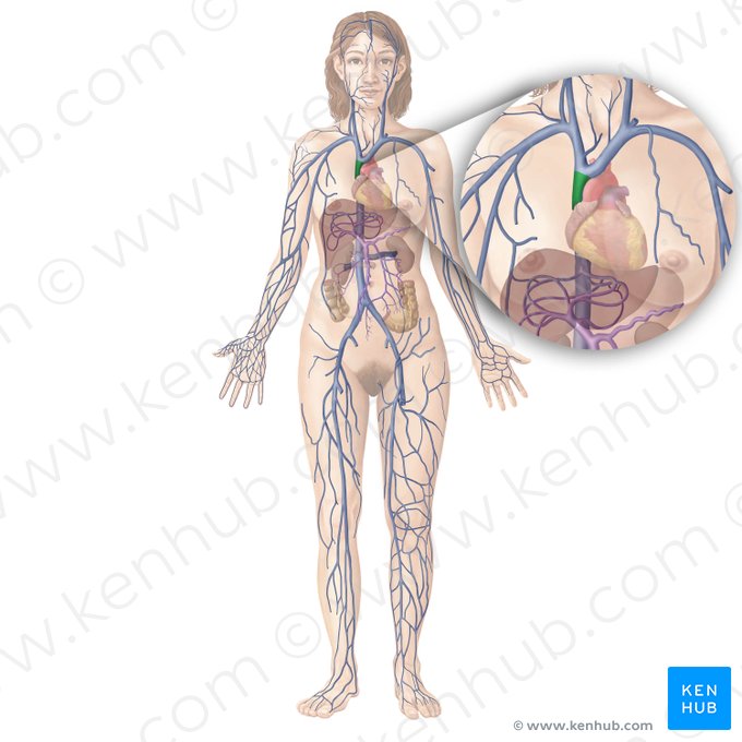 Superior vena cava (Vena cava superior); Image: Begoña Rodriguez