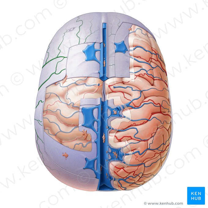 Ramas de la arteria meníngea media (Rami arteriae meningeae mediae); Imagen: Paul Kim