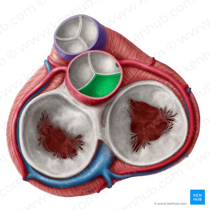Noncoronary leaflet of aortic valve (Valvula noncoronaria valvae aortae); Image: Yousun Koh